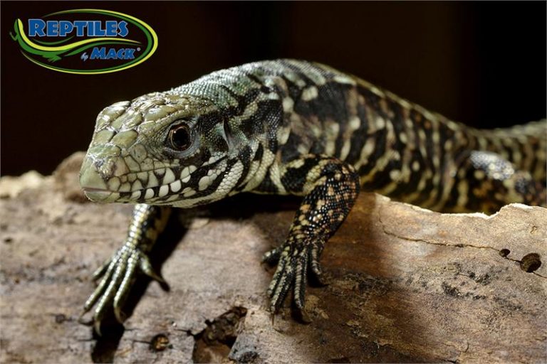 Argentine Tegu Care Sheet – Reptiles by Mack