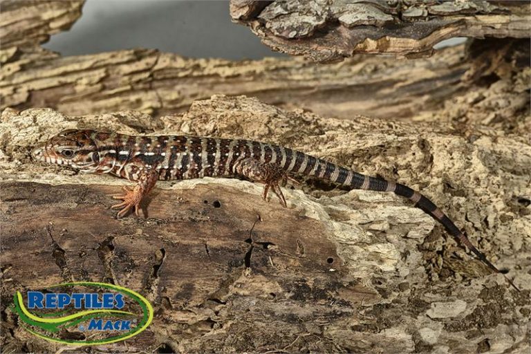Tegu Substrate Argentine Tegu Care Sheet – Reptiles by Mack