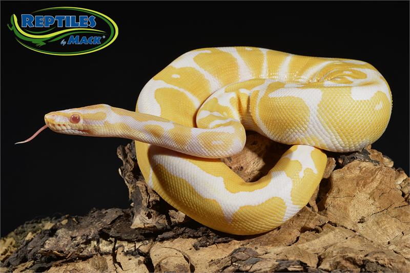 Ball Python Care Sheet – Reptiles By Mack