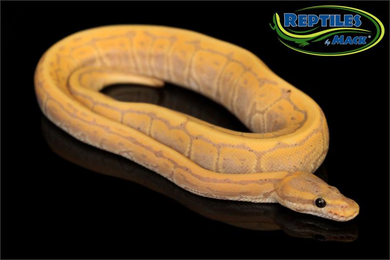 Ball Python Care Sheet – Reptiles By Mack