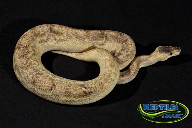 Ball Python Care Sheet – Reptiles By Mack