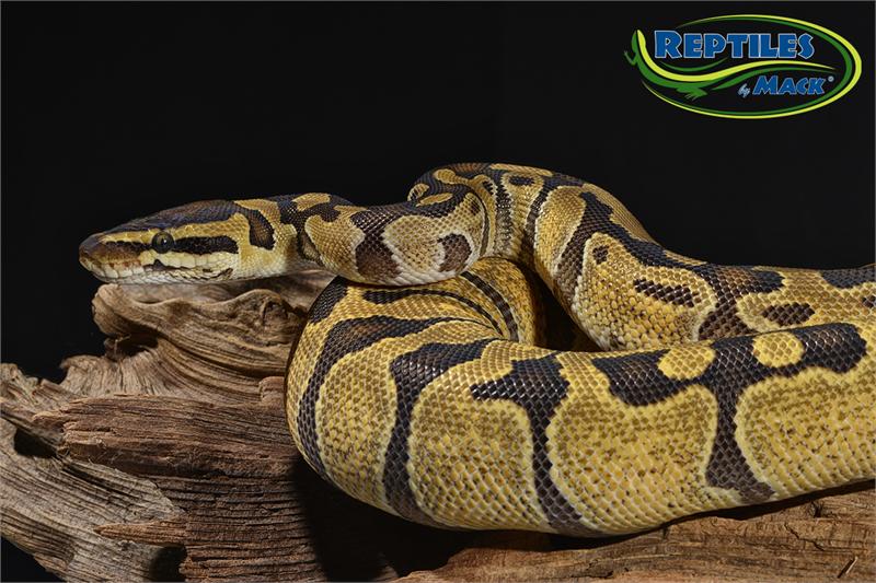 Ball Python Care Sheet – Reptiles by Mack