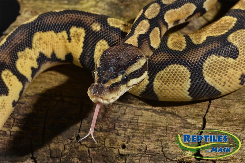 Ball Python Care Sheet – Reptiles By Mack