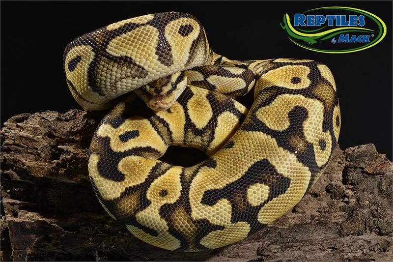 Ball Python Care Sheet – Reptiles By Mack