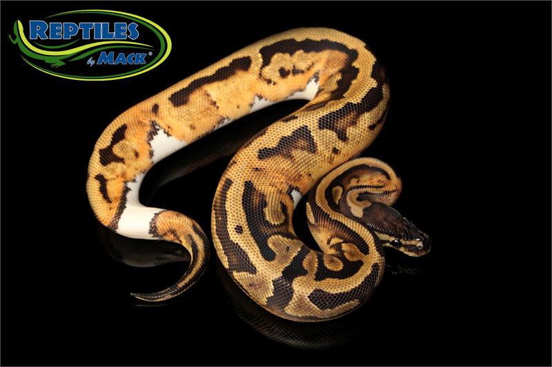 Ball Python Care Sheet – Reptiles By Mack