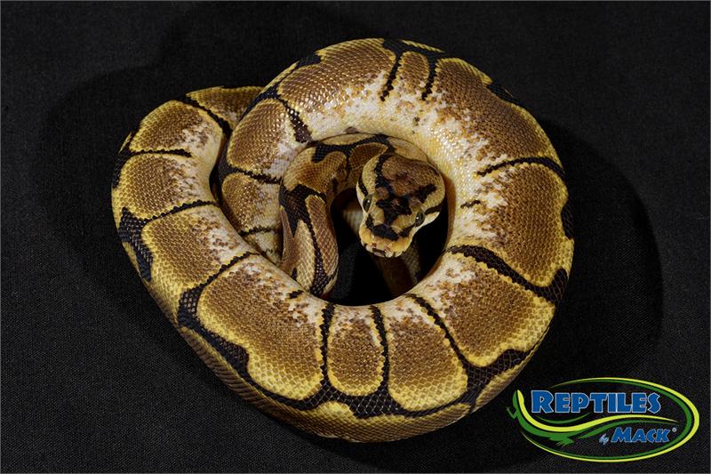 Ball Python Care Sheet - Reptiles Magazine