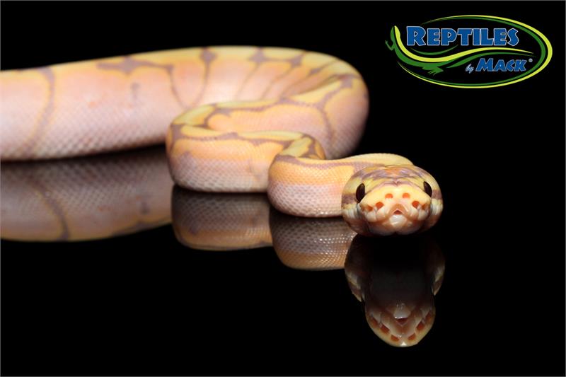 Ball Python Care Sheet - Reptiles by Mack