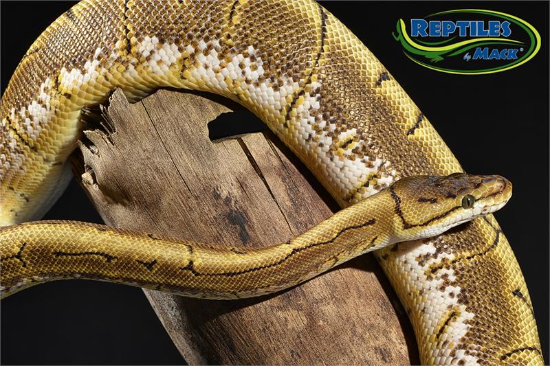 Ball Python Care Sheet - Reptiles Magazine