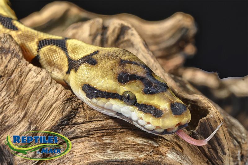 Ball Python Care Sheet – Reptiles By Mack