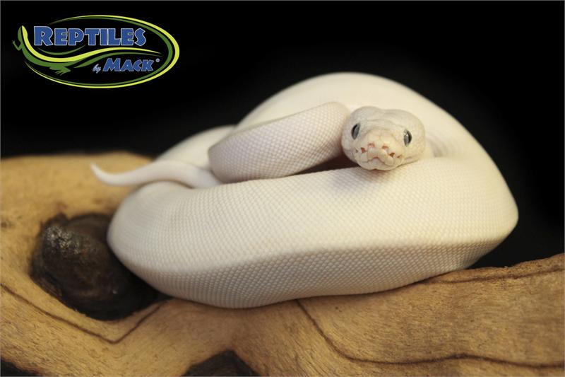 Ball Python Care Sheet - Reptiles by Mack