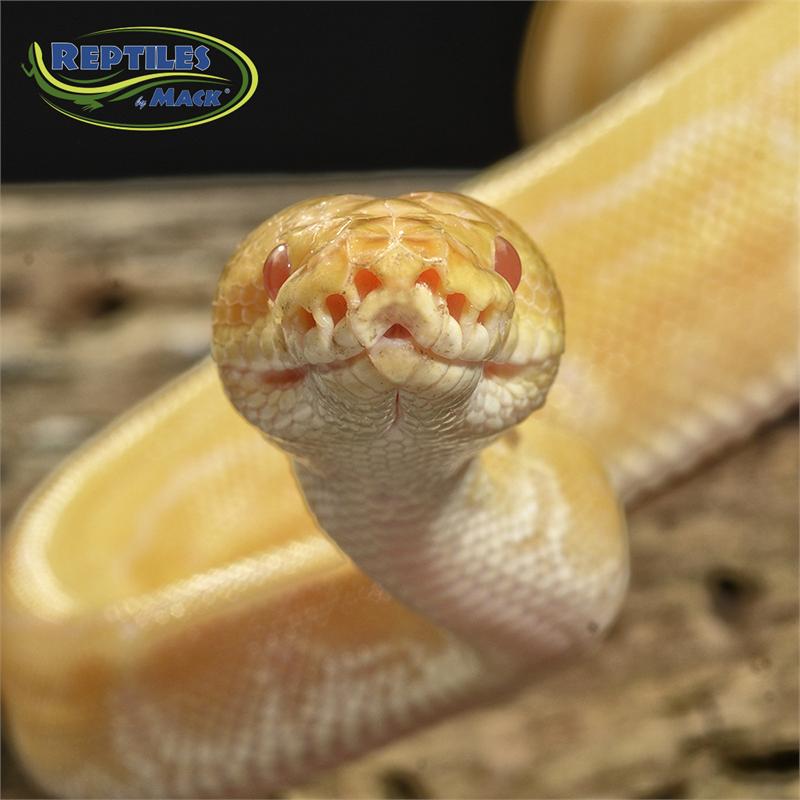 Ball Python Care Sheet – Reptiles By Mack