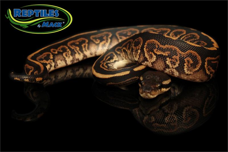 Ball Python Care Sheet – Reptiles By Mack