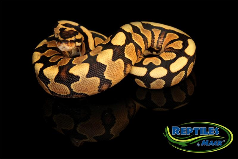 Ball Python Care Sheet – Reptiles By Mack