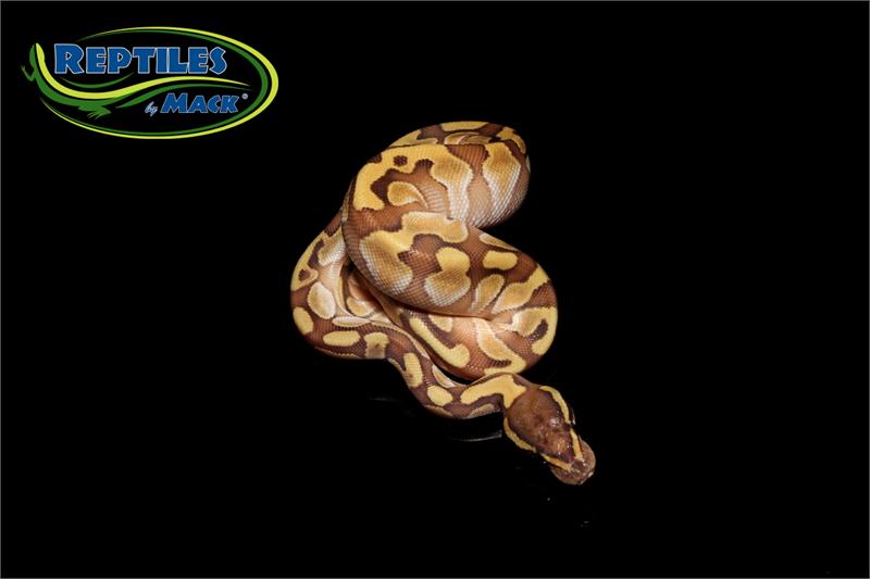 Ball Python Care Sheet – Reptiles by Mack