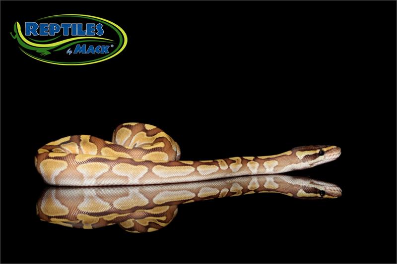 Ball Python Care Sheet – Reptiles by Mack