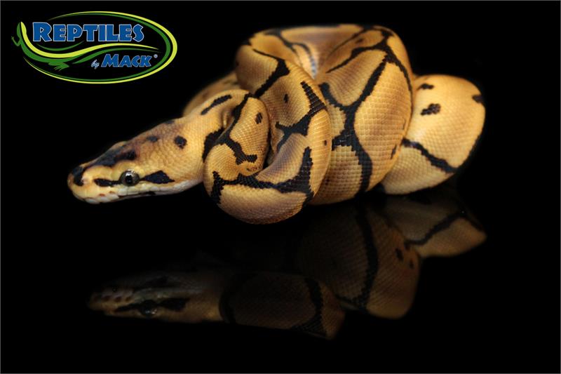 Ball Python Care Sheet – Reptiles By Mack