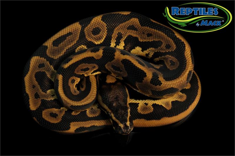 Ball Python Care Sheet - Reptiles by Mack