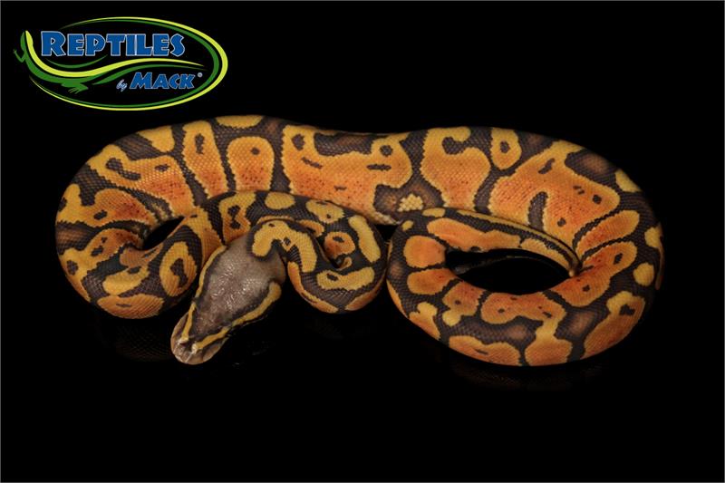 Ball Python Care Sheet – Reptiles By Mack