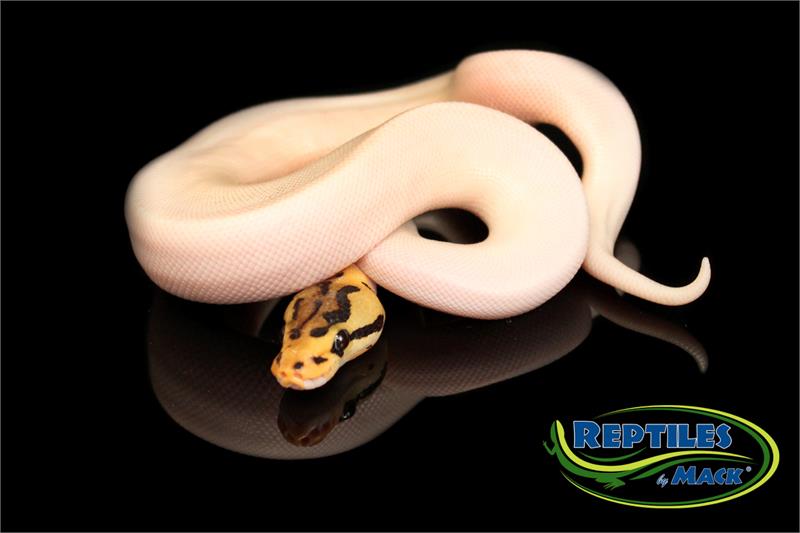 Ball Python Care Sheet - Reptiles Magazine