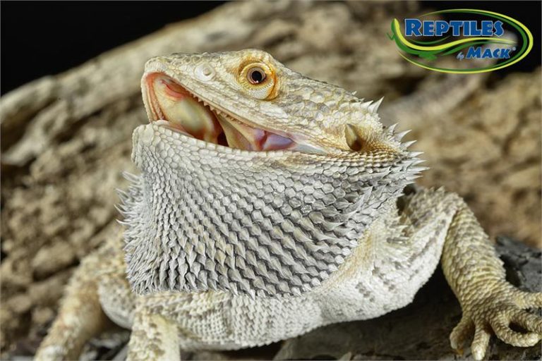 Bearded Dragon Care Sheet – Reptiles by Mack