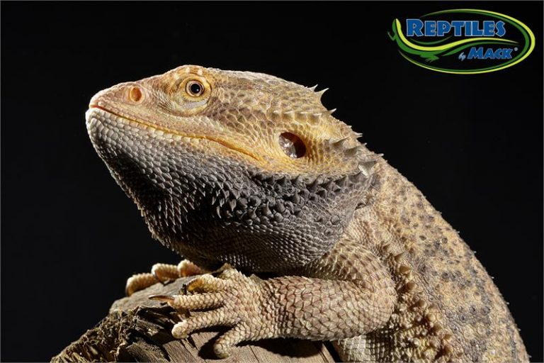 bearded dragon spring greens bearded dragon spring greens