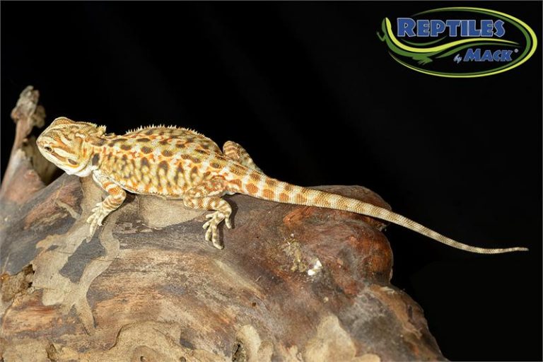 bearded dragon spring greens bearded dragon spring greens