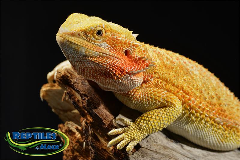 Reptile Care Sheets - Bearded Dragon Basics –