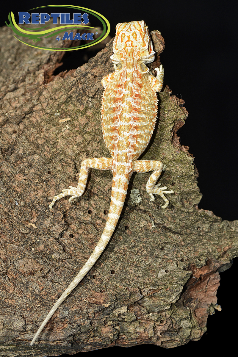 Bearded dragon vegetables 