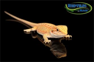 Bearded Dragon Care Sheet – Reptiles by Mack