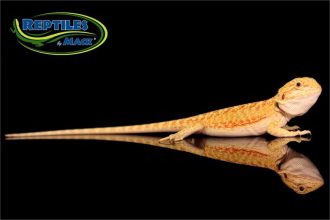 Bearded Dragon Care Sheet – Reptiles by Mack
