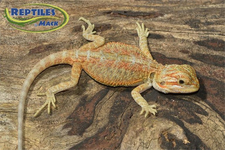 Bearded Dragon Care Sheet – Reptiles by Mack