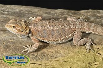 Bearded Dragon Care Sheet – Reptiles by Mack