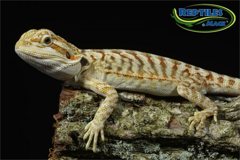 bearded dragon spring greens bearded dragon spring greens