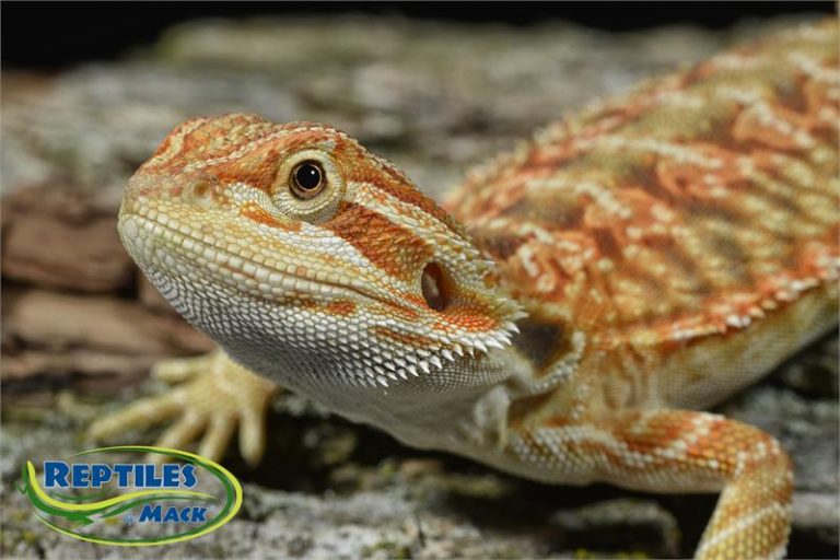 Bearded Dragon Care Sheet – Reptiles by Mack