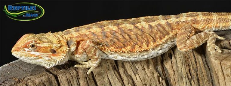Bearded Dragon Care Sheet – Reptiles by Mack