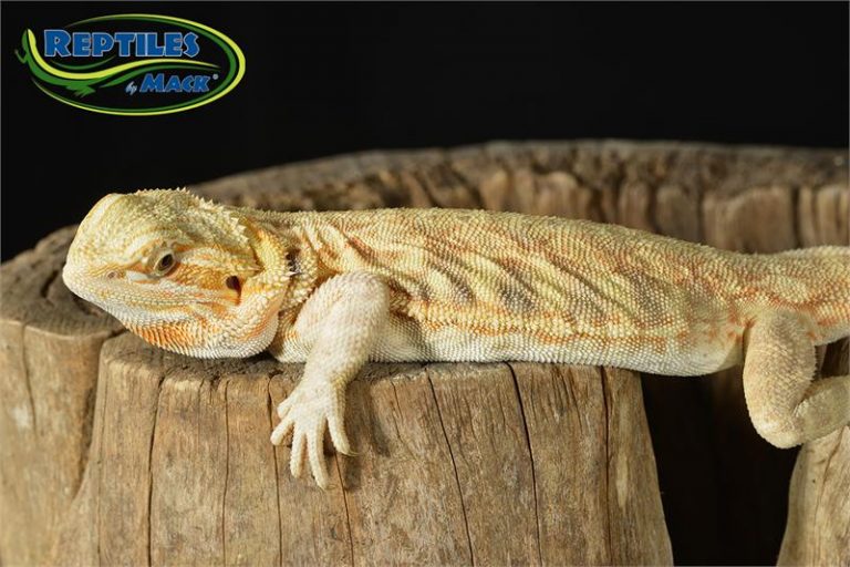 Bearded Dragon Care Sheet – Reptiles by Mack