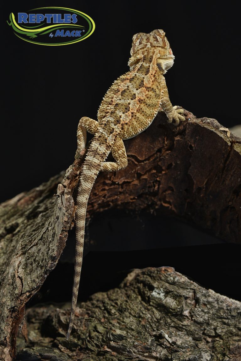 Bearded Dragon Care Sheet – Reptiles by Mack