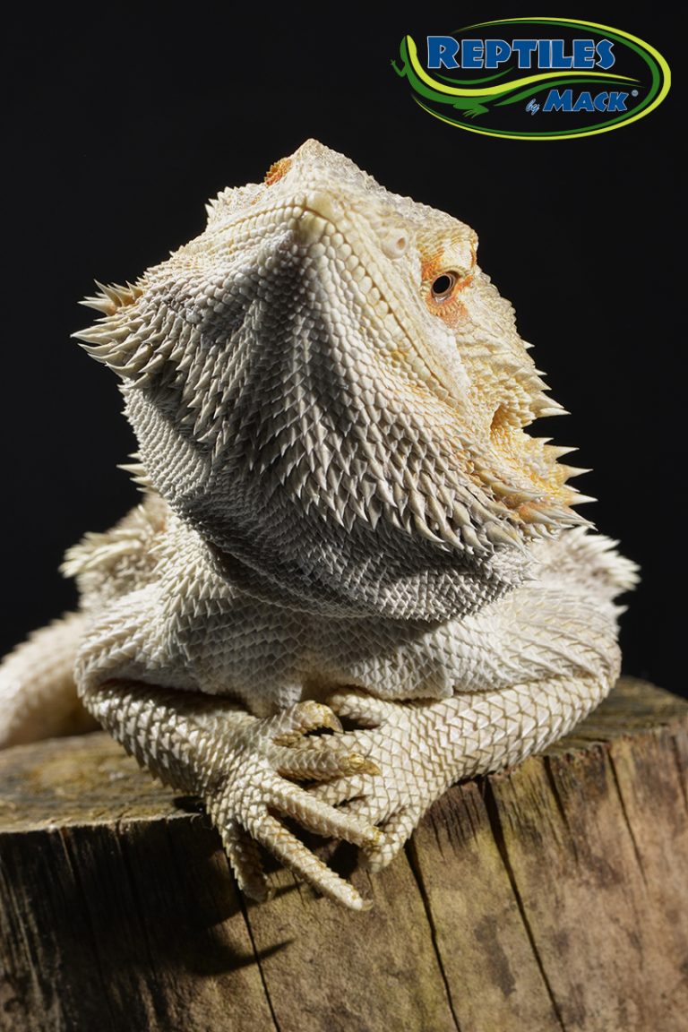 Bearded Dragon Care Sheet Reptiles by Mack