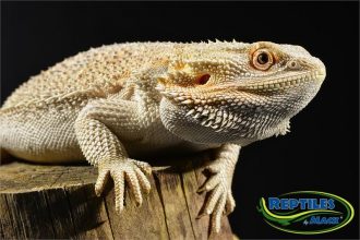 Bearded Dragon Care Sheet – Reptiles by Mack