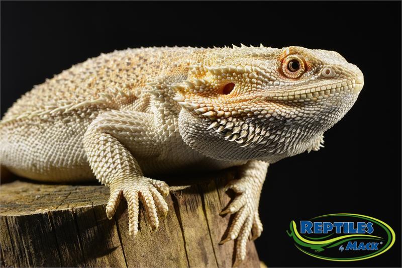 Reptile Care Sheets - Bearded Dragon Basics –