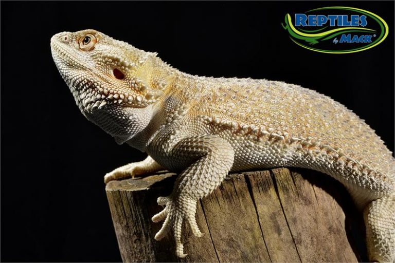 Bearded Dragon Care Sheet – Reptiles by Mack
