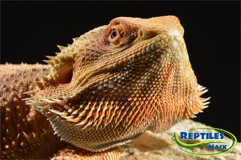 bearded dragon spring greens bearded dragon spring greens