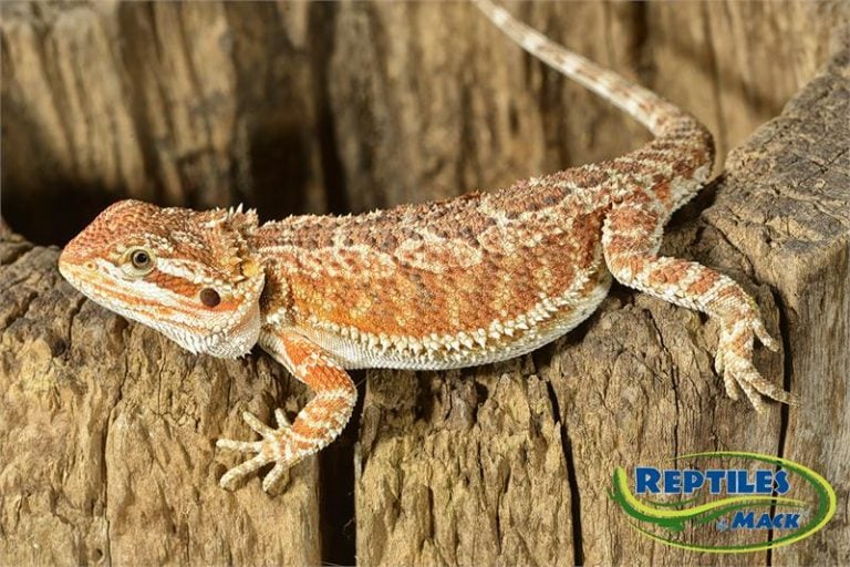 Bearded Dragon Care Sheet – Reptiles by Mack