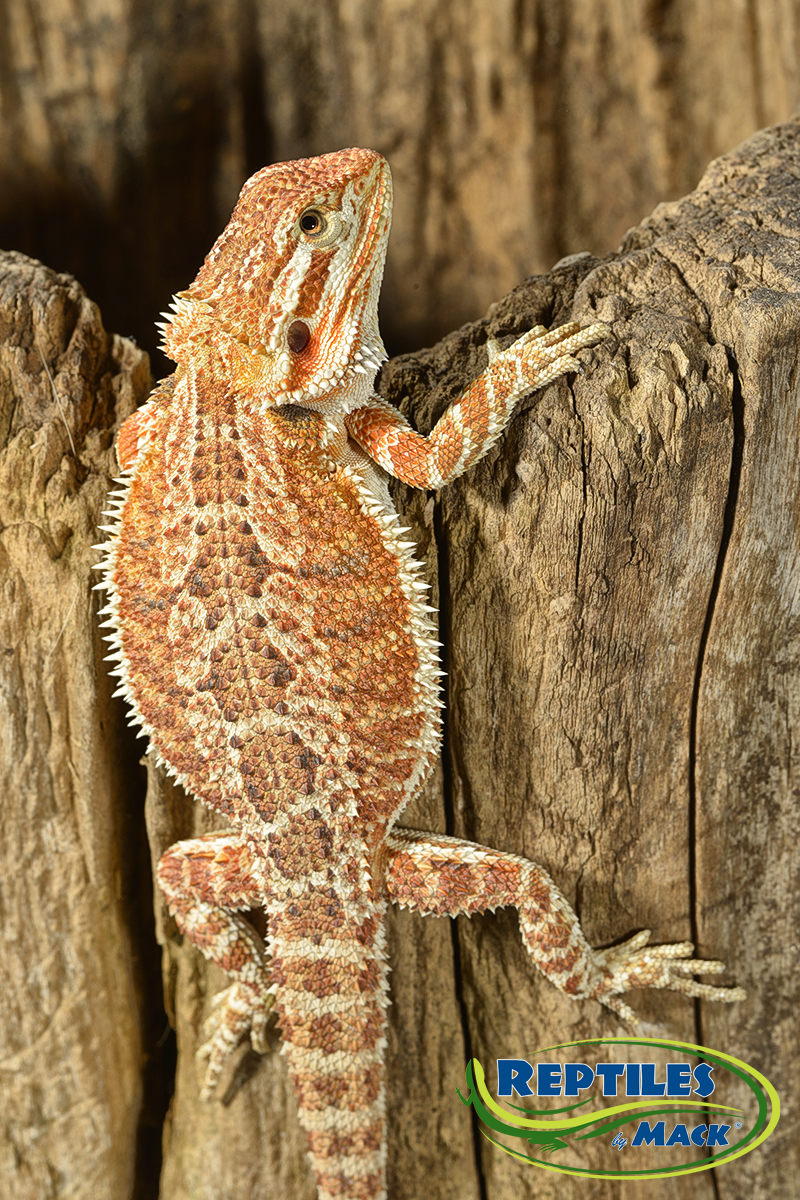 Reptile Care Sheets - Bearded Dragon Basics –