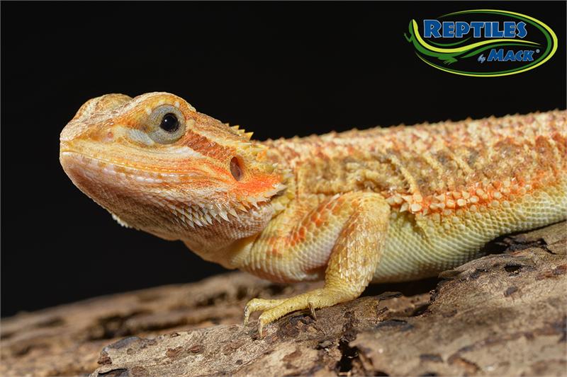 Reptile Care Sheets - Bearded Dragon Basics –