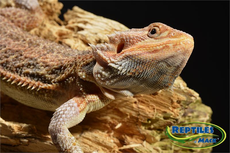 Reptile Care Sheets - Bearded Dragon Basics –