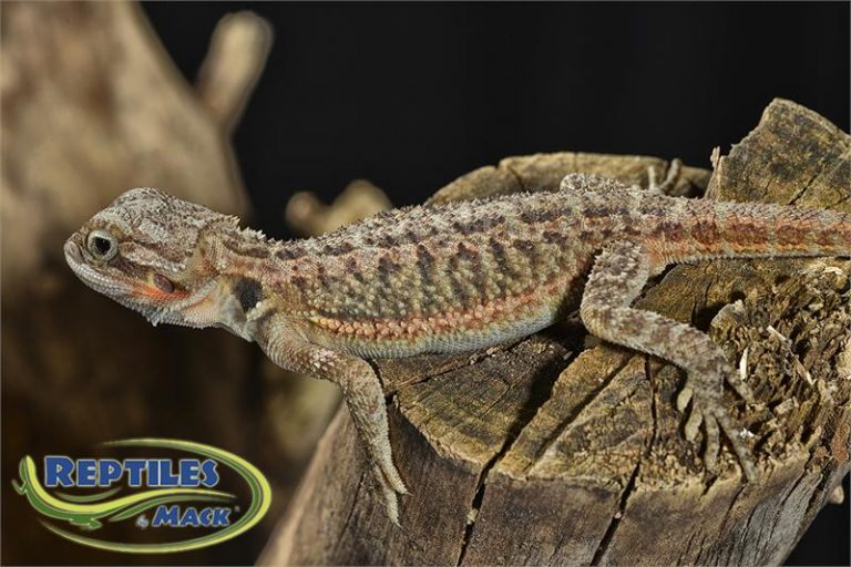 bearded dragon spring greens bearded dragon spring greens