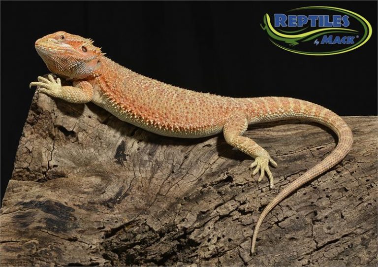 Bearded Dragon Care Sheet – Reptiles By Mack