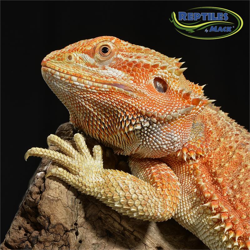 Reptile Care Sheets - Bearded Dragon Basics –