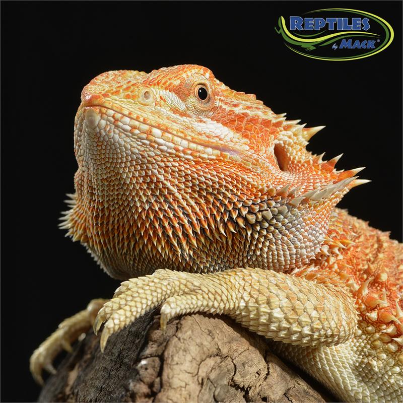 Bearded Dragon Care Sheet Reptiles By Mack